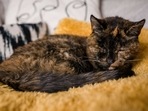The world's oldest living cat, Flossie, is taking a nap on her favourite yellow blanket. (Tiwitter/@GWR) The world's oldest living cat, Flossie, is taking a nap on her favourite yellow blanket. (Tiwitter/@GWR)