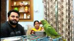 A rescued parrot, much like the one in the story, being nursed back to health at a family home. (Ravi Kumar/Hindustan Times) A rescued parrot, much like the one in the story, being nursed back to health at a family home. (Ravi Kumar/Hindustan Times)