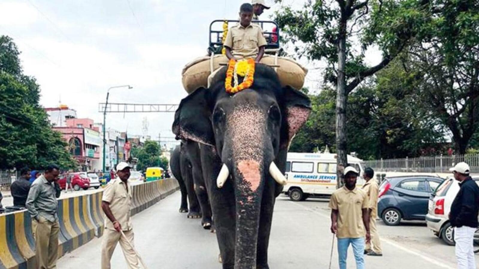 Elephant set to carry howdah in next Dussehra dies in attack by rouge tusker