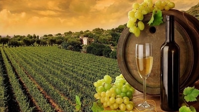 Chateau d'ori Winery: The Chateau d'Ori estate is located around 22 km from Nashik on the Nashik-Dindori Road. This vineyard has thriving vines of Cabernet Sauvignon, Merlot, Shiraz, Sauvignon Blanc, Chenin Blanc and Chardonnay. (Instagram/@dori_winery) Chateau d'ori Winery: The Chateau d'Ori estate is located around 22 km from Nashik on the Nashik-Dindori Road. This vineyard has thriving vines of Cabernet Sauvignon, Merlot, Shiraz, Sauvignon Blanc, Chenin Blanc and Chardonnay. (Instagram/@dori_winery)
