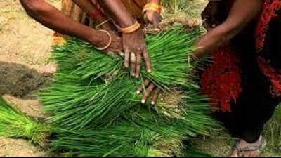 Women entrepreneurs are working with enthusiasm for their livelihood with the support of Basant Women FPO. (Pic for representation)