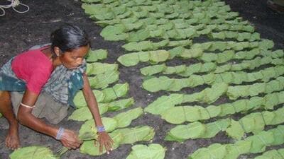 Odisha is the third largest producer of Kendu leaf next to MP and Chhattisgarh. (HT Photo) Odisha is the third largest producer of Kendu leaf next to MP and Chhattisgarh. (HT Photo)