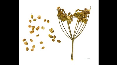 Parsnip was not an important crop in India and was grown only for table use (Wikipedia) Parsnip was not an important crop in India and was grown only for table use (Wikipedia)