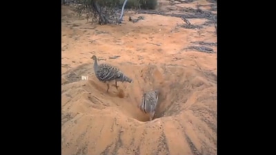 Birds digging a hole. (Twitter/@anandmahindra)