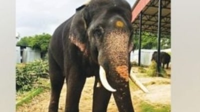 Mysuru Dasara elephant ‘Gopalaswamy’ dies in a fight, CM Bommai mourns the death. (Twitter/Just Kannada) Mysuru Dasara elephant ‘Gopalaswamy’ dies in a fight, CM Bommai mourns the death. (Twitter/Just Kannada)