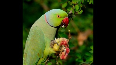 “Colourful Parrots were regular visitors, thanks to the wild fruit trees that thrived on this fertile piece of land.” (Prerna Jain) “Colourful Parrots were regular visitors, thanks to the wild fruit trees that thrived on this fertile piece of land.” (Prerna Jain)