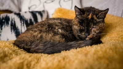The feline is currently with its owner Vicki Green in the British town of Orpington. (source:Twitter/@GWR) The feline is currently with its owner Vicki Green in the British town of Orpington. (source:Twitter/@GWR)