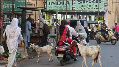 Goats near Babajan chowk, Camp on Thursday. (Ravindra Joshi/HT PHOTO) Goats near Babajan chowk, Camp on Thursday. (Ravindra Joshi/HT PHOTO)