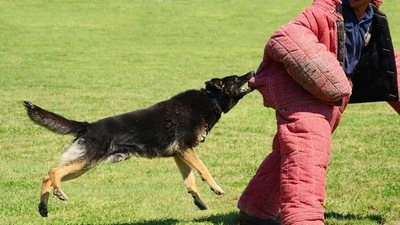 A case has been booked under Section 289 (negligent conduct with respect to animal) of the Indian Penal Code. (Image for representation)
