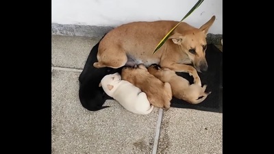 Mama dog resting inside a home with her babies during heavy rain. (Instagram/@pawsketeers) Mama dog resting inside a home with her babies during heavy rain. (Instagram/@pawsketeers)
