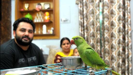 A rescued parrot, much like the one in the story, being nursed back to health at a family home. (Ravi Kumar/Hindustan Times) A rescued parrot, much like the one in the story, being nursed back to health at a family home. (Ravi Kumar/Hindustan Times)