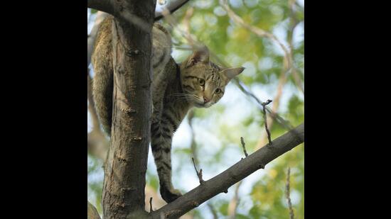 “The cats and its babies were clueless, all of a sudden they were rendered homeless.” (Prerna Jain) “The cats and its babies were clueless, all of a sudden they were rendered homeless.” (Prerna Jain)