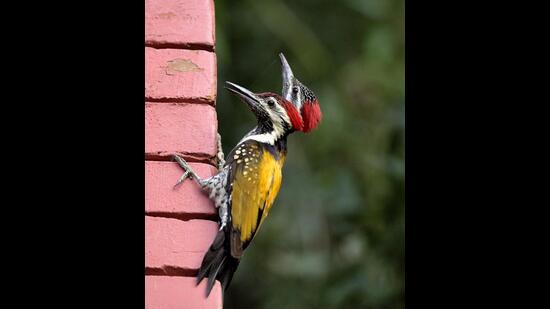 Black-rumped flameback woodpeckers (Prerna Jain) Black-rumped flameback woodpeckers (Prerna Jain)