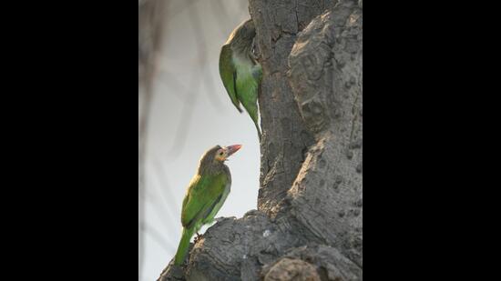 Brown-headed barbets (Prerna Jain) Brown-headed barbets (Prerna Jain)