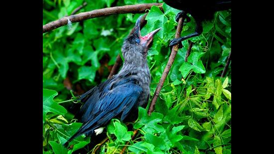 A crow chick (Prerna Jain) A crow chick (Prerna Jain)