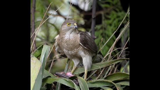 “I felt sorry for the victim bird but the shikra had to eat to survive.” (Prerna Jain) “I felt sorry for the victim bird but the shikra had to eat to survive.” (Prerna Jain)