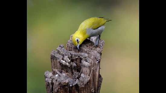 An Indian white-eye (Prerna Jain) An Indian white-eye (Prerna Jain)