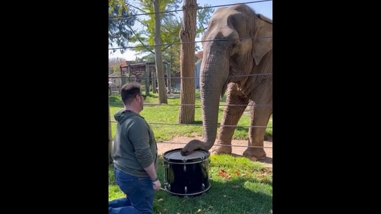 Adorable elephant playing drum with its trunk. (Twitter/@ericschiffer)