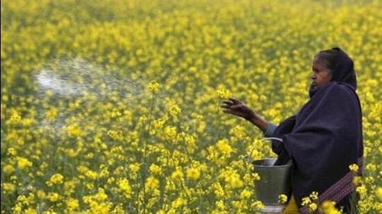 Even as the Genetic Engineering Appraisal Committee (GEAC) of the Union environment ministry has cleared the proposal for the commercial cultivation of genetically modified (GM) mustard, a section of experts and farmers say that the GM mustard is not a solution to deal with the issue of poor yield. (REUTERS File Photo)