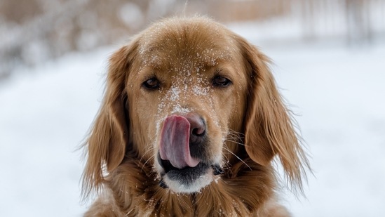How to take care of your pet's nutrition needs in winter; Expert offers tips(Unsplash)