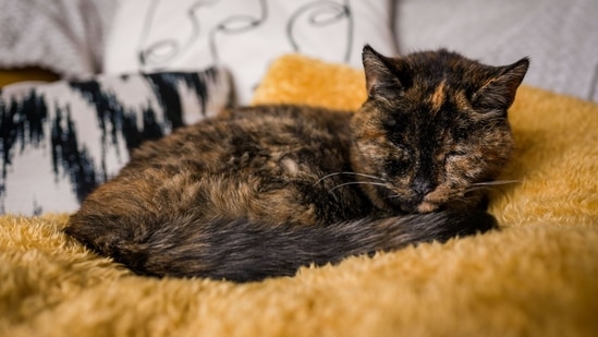 The world's oldest living cat, Flossie, is taking a nap on her favourite yellow blanket. (Tiwitter/@GWR)