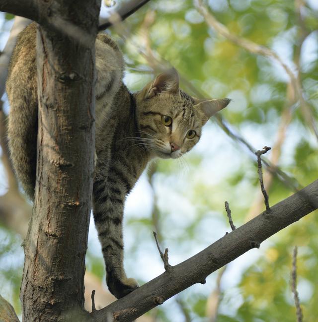 “The cats and its babies were clueless, all of a sudden they were rendered homeless.” (Prerna Jain) “The cats and its babies were clueless, all of a sudden they were rendered homeless.” (Prerna Jain)