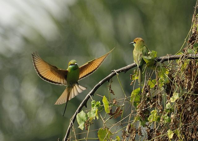 “There was a massive honeycomb hanging from a tree, it attracted so many beautiful green bee-eaters.” (Prerna Jain) “There was a massive honeycomb hanging from a tree, it attracted so many beautiful green bee-eaters.” (Prerna Jain)