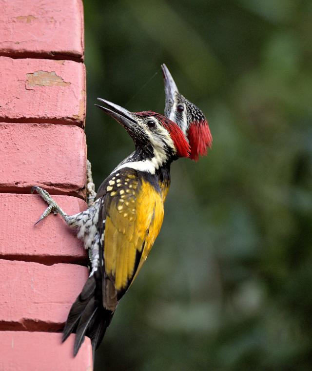 Black-rumped flameback woodpeckers (Prerna Jain) Black-rumped flameback woodpeckers (Prerna Jain)