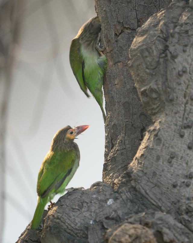 Brown-headed barbets (Prerna Jain) Brown-headed barbets (Prerna Jain)