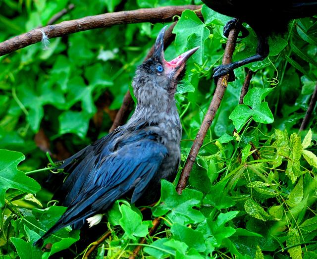 A crow chick (Prerna Jain) A crow chick (Prerna Jain)