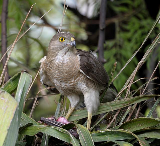 “I felt sorry for the victim bird but the shikra had to eat to survive.” (Prerna Jain) “I felt sorry for the victim bird but the shikra had to eat to survive.” (Prerna Jain)