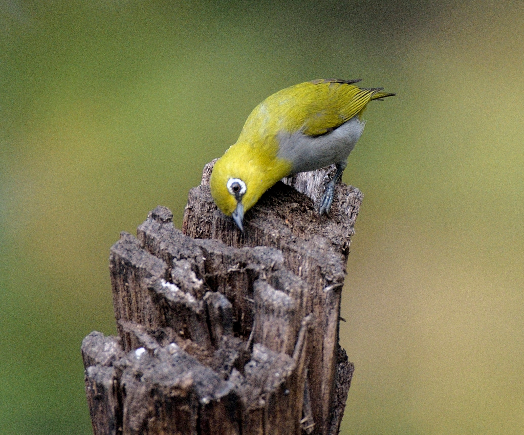 An Indian white-eye (Prerna Jain) An Indian white-eye (Prerna Jain)