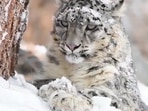 718 snow leopards in India, most in Ladakh, says study