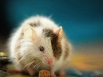 Antibody levels remained mostly stable four months after vaccination in the mice, the study said.(Representative Image/Unsplash) Antibody levels remained mostly stable four months after vaccination in the mice, the study said.(Representative Image/Unsplash)