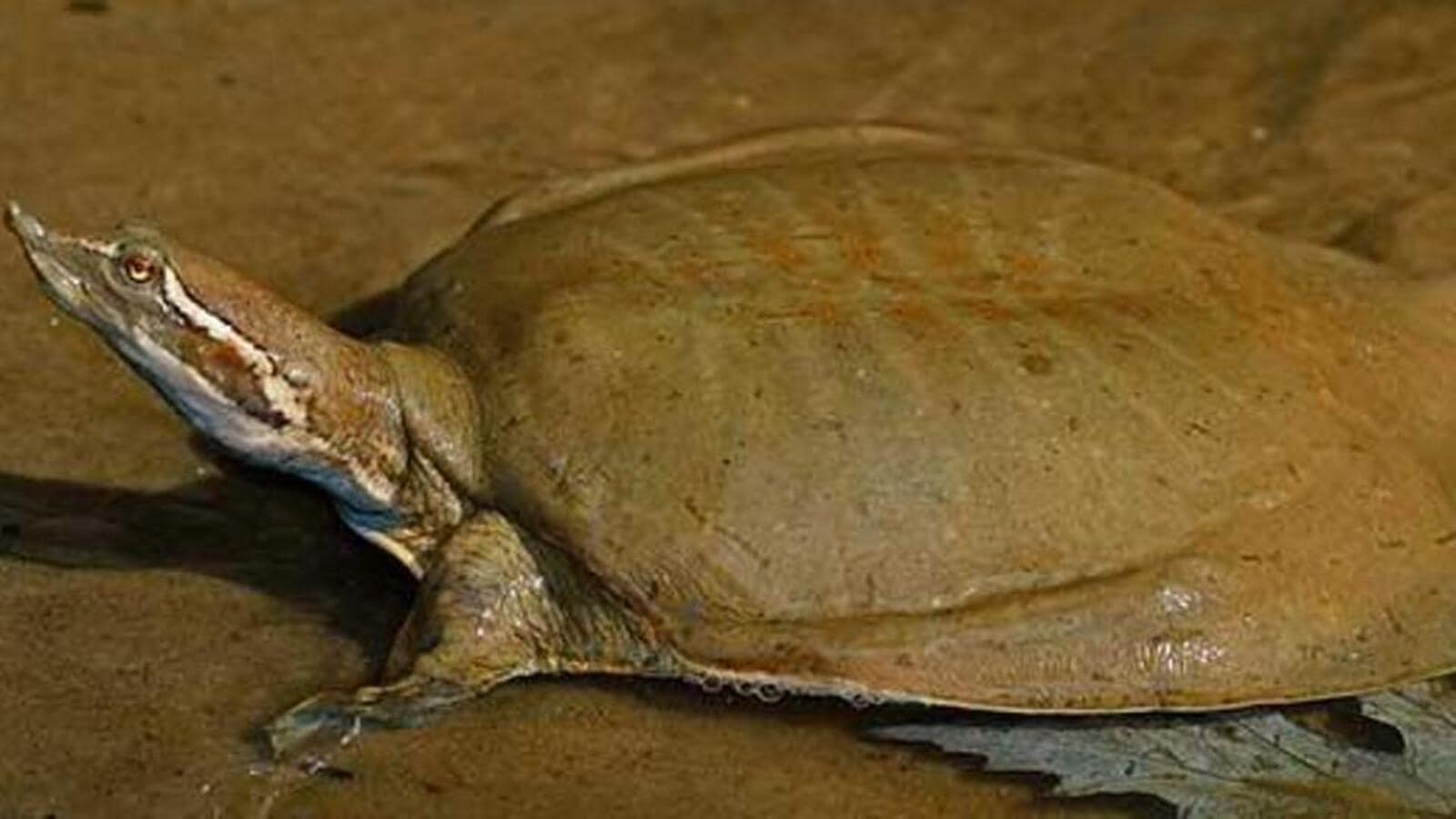 Indias Pitch For Greater Protection Of Leiths Softshell Turtle Adopted By Cop Latest News 