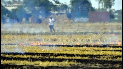 The move is seen as a U-turn by the government to check the environmentally hazardous farm practice in the state. Over 4,300 cases of red entries will be rolled back after the notification. (HT file photo) The move is seen as a U-turn by the government to check the environmentally hazardous farm practice in the state. Over 4,300 cases of red entries will be rolled back after the notification. (HT file photo)