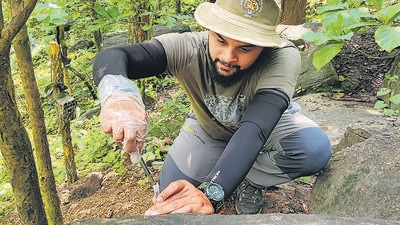 Collecting scat, can take hours of trudging carefully through dense foliage, eyes trained on the ground. Its important to collect the samples before they are degraded or stomped on, covered by leaves or picked apart by another jungle inhabitant, says ecologist Abhinav Tyagi. Collecting scat, can take hours of trudging carefully through dense foliage, eyes trained on the ground. Its important to collect the samples before they are degraded or stomped on, covered by leaves or picked apart by another jungle inhabitant, says ecologist Abhinav Tyagi.