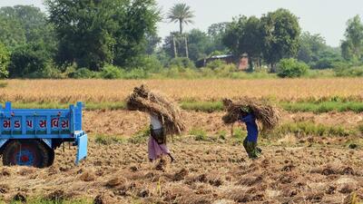 Anger among farmers in Gujarat’s Surendranagar saw the BJP’s electoral fortunes take a beating in the region in 2017. (AFP) Anger among farmers in Gujarat’s Surendranagar saw the BJP’s electoral fortunes take a beating in the region in 2017. (AFP)