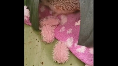 The image, taken from the viral Twitter video, shows the baby hedgehogs with their mama. (Twitter/@buitengebieden)