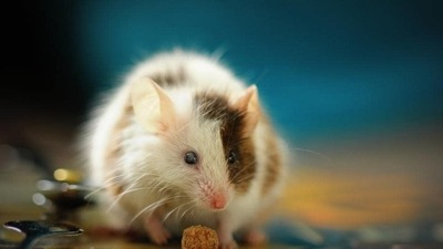 Antibody levels remained mostly stable four months after vaccination in the mice, the study said.(Representative Image/Unsplash)