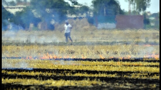 The move is seen as a U-turn by the government to check the environmentally hazardous farm practice in the state. Over 4,300 cases of red entries will be rolled back after the notification. (HT file photo)