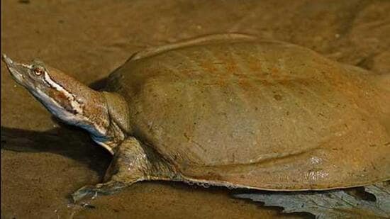 the population of this turtle species is estimated to have declined by 90% (Representative Photo)