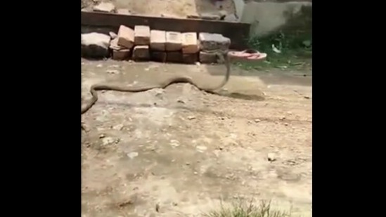 The image, taken from the Twitter video, shows a snake slithering away with a slipper.(Twitter/@ParveenKaswan)