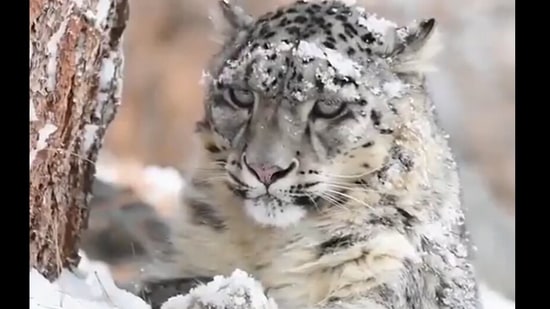 Snow leopard was seen relaxing.(Twitter/@susantananda3)