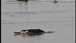 A Gangetic dolphin at Dhakwa village in Varanasi. (Rajesh Kumar/HT Photo) A Gangetic dolphin at Dhakwa village in Varanasi. (Rajesh Kumar/HT Photo)