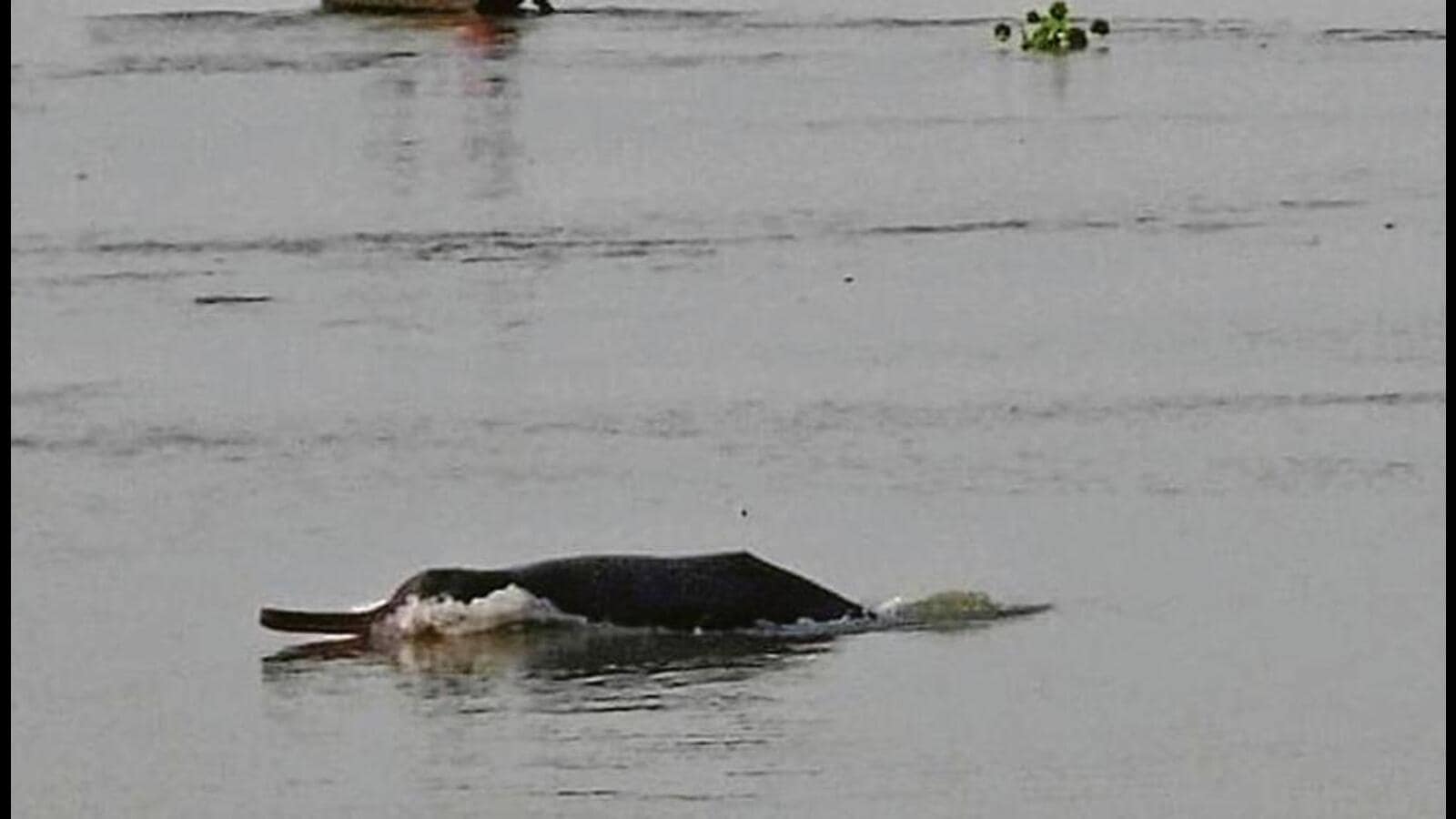 Gangetic dolphin's habitat lies in the path of a proposed waterway from  Uttar Pradesh to West