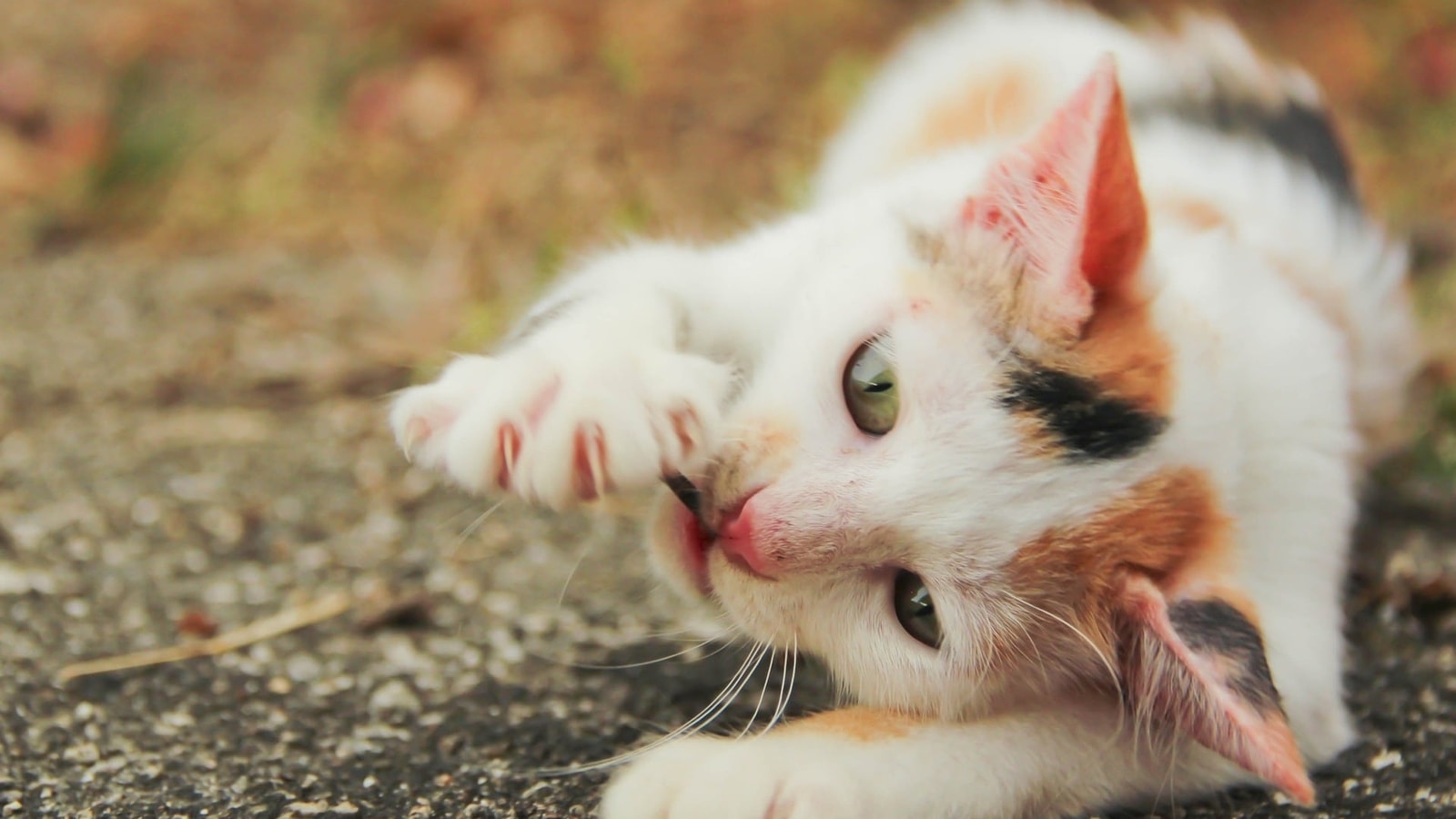 Gato mascota desaparece en el aeropuerto de Bangalore antes de volar a España: informe |  Bangalore