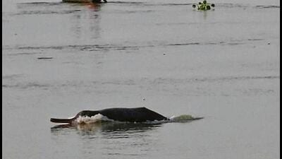 A Gangetic dolphin at Dhakwa village in Varanasi. (Rajesh Kumar/HT Photo) A Gangetic dolphin at Dhakwa village in Varanasi. (Rajesh Kumar/HT Photo)