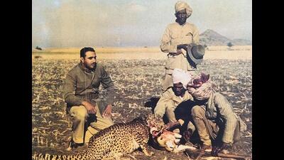 Nirmalkumarsinh with his African Cheetah on a Black buck kill. (PHOTO: FRANK AND JOHN CRAIGHEAD) Nirmalkumarsinh with his African Cheetah on a Black buck kill. (PHOTO: FRANK AND JOHN CRAIGHEAD)