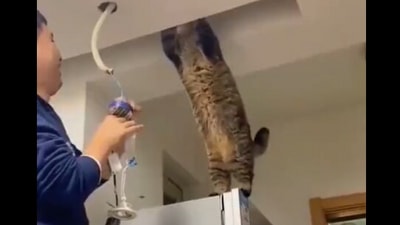 The image shows the 'electrician' cat trying to help its human. (Twitter/@Thund3rB0lt)